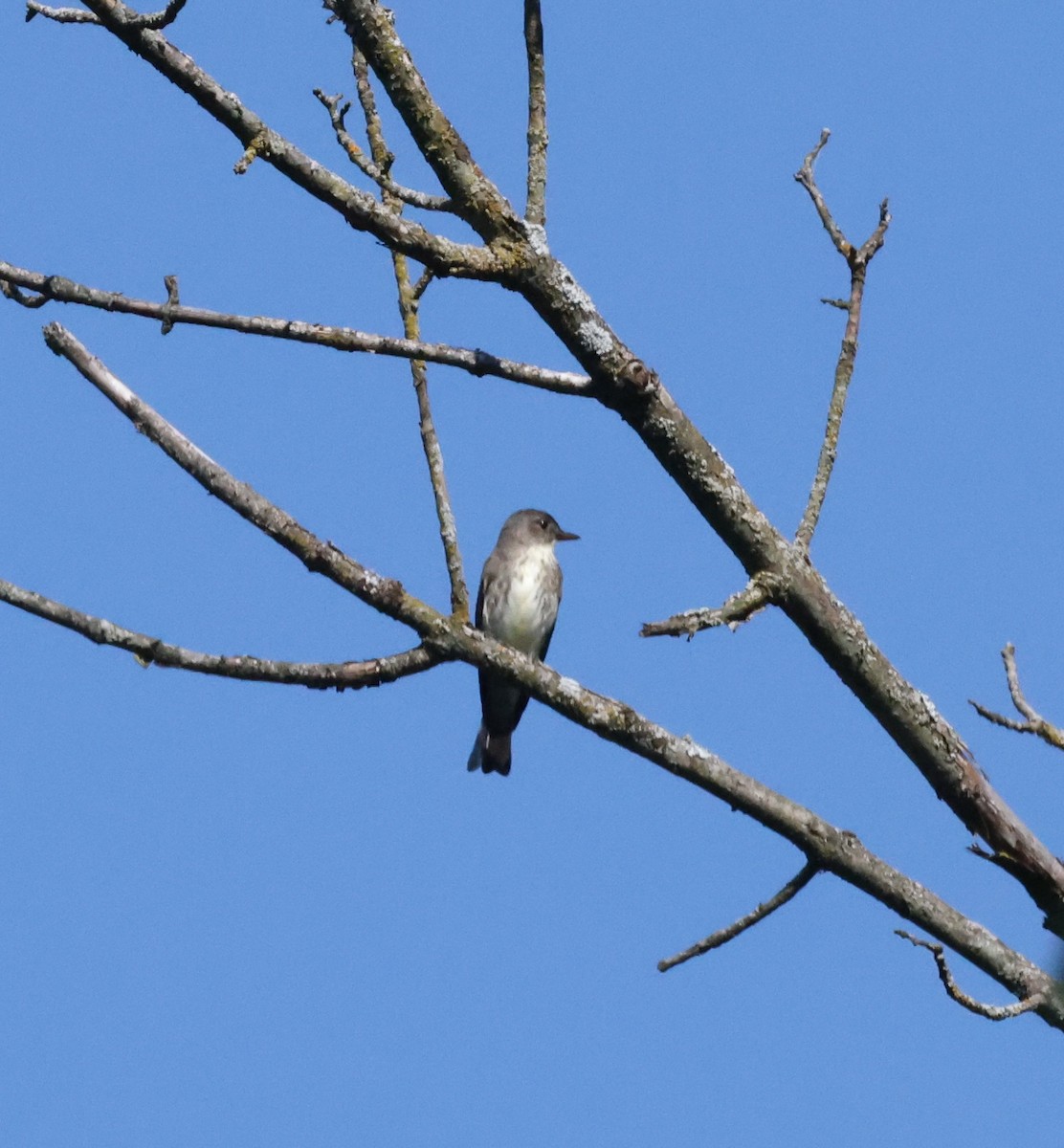 Olive-sided Flycatcher - ML622702531