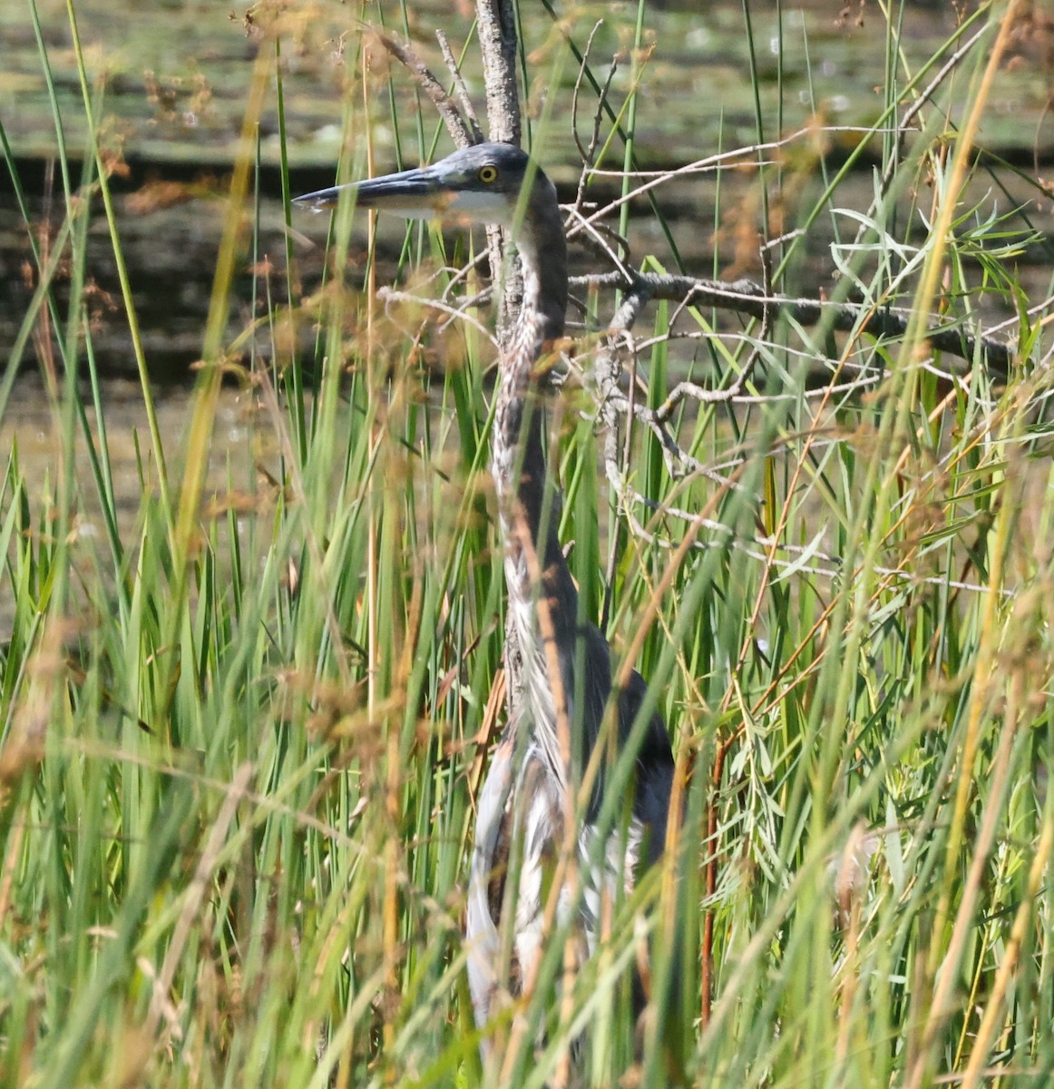 Great Blue Heron - ML622702546