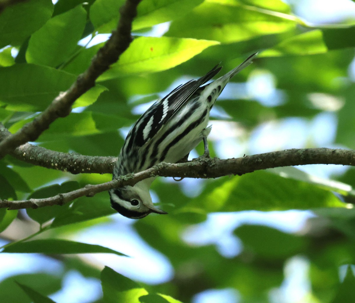 Black-and-white Warbler - ML622702566