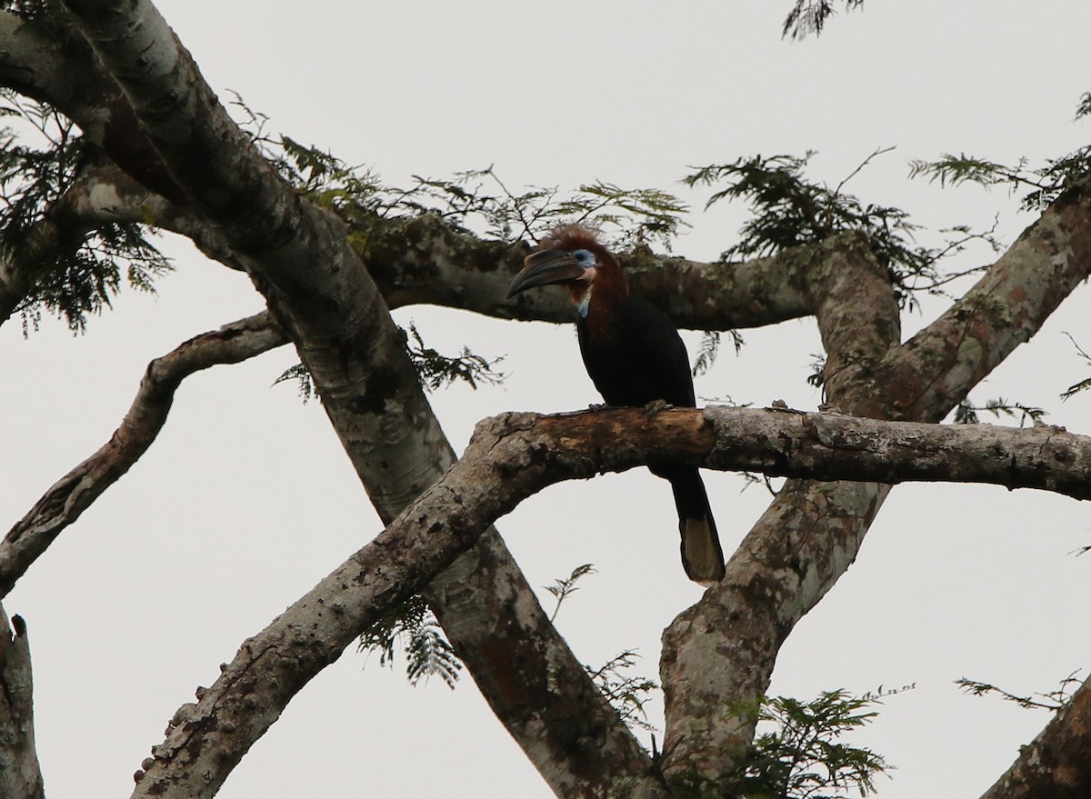 Black-casqued Hornbill - ML622702660