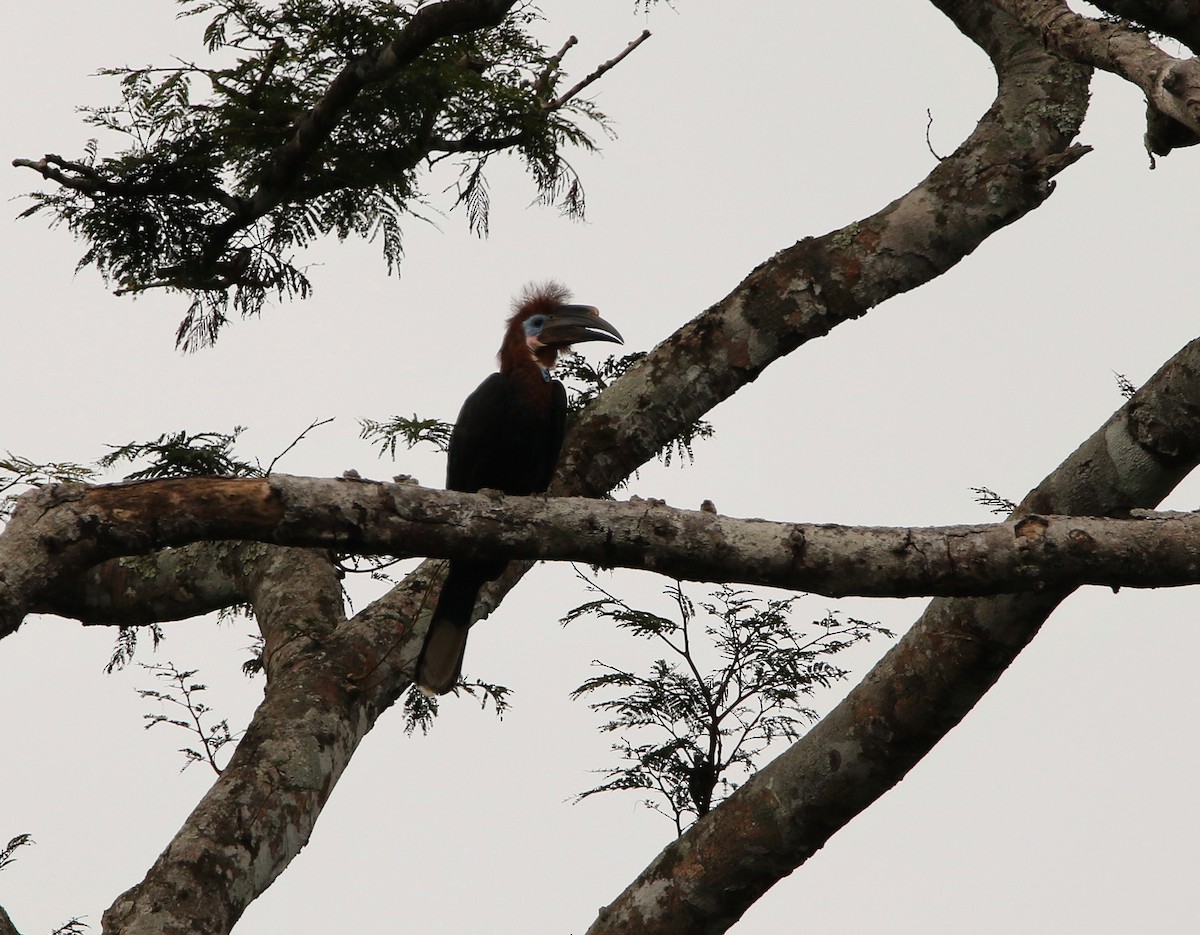 Black-casqued Hornbill - ML622702661