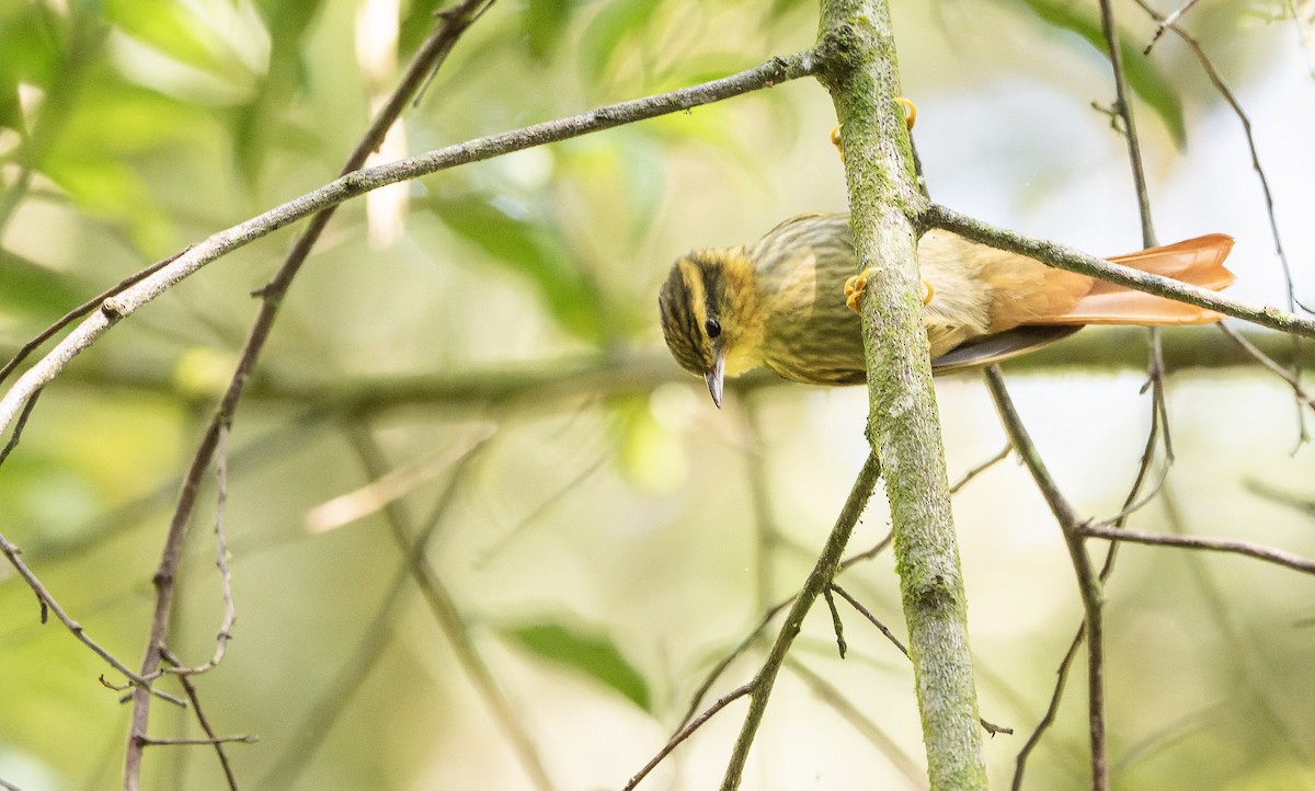 Sharp-billed Treehunter - ML622702757