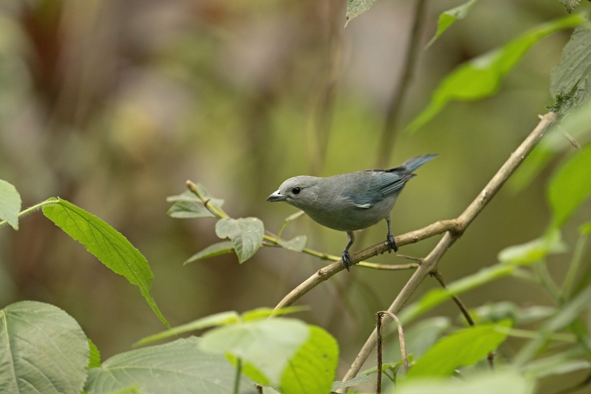 Sayaca Tanager - ML622702760