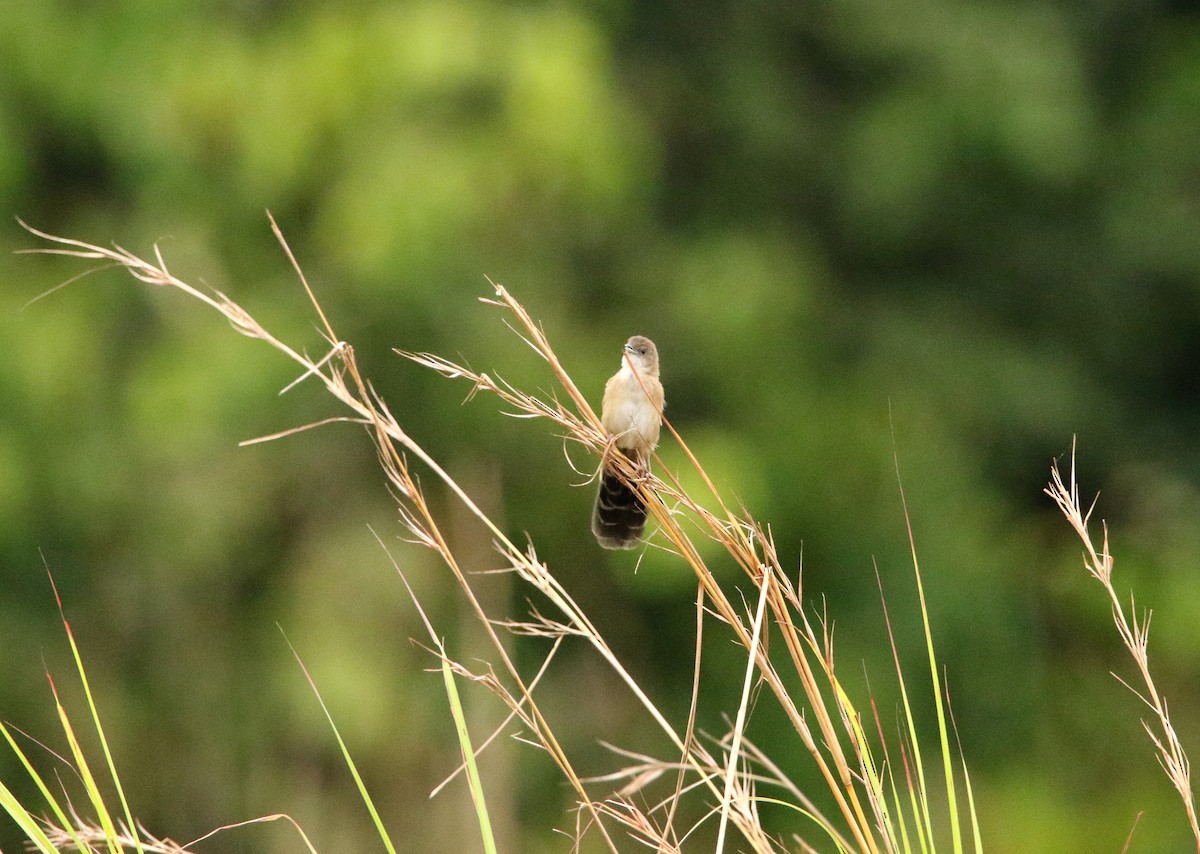 Fan-tailed Grassbird - ML622702772