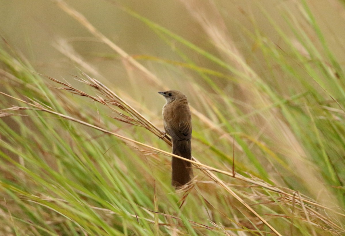 Fan-tailed Grassbird - ML622702774