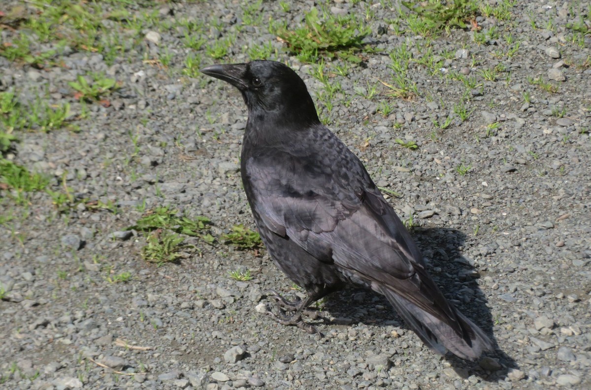 American Crow - ML622702798