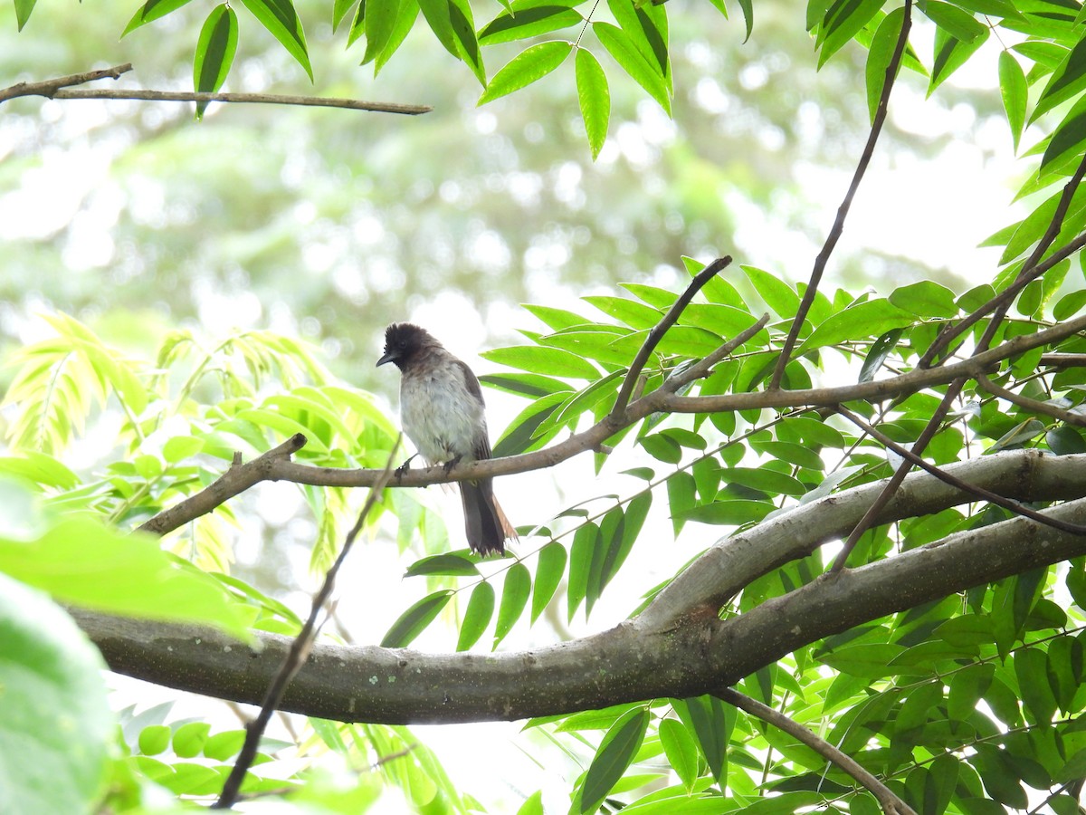 Common Bulbul (Dark-capped) - ML622702870