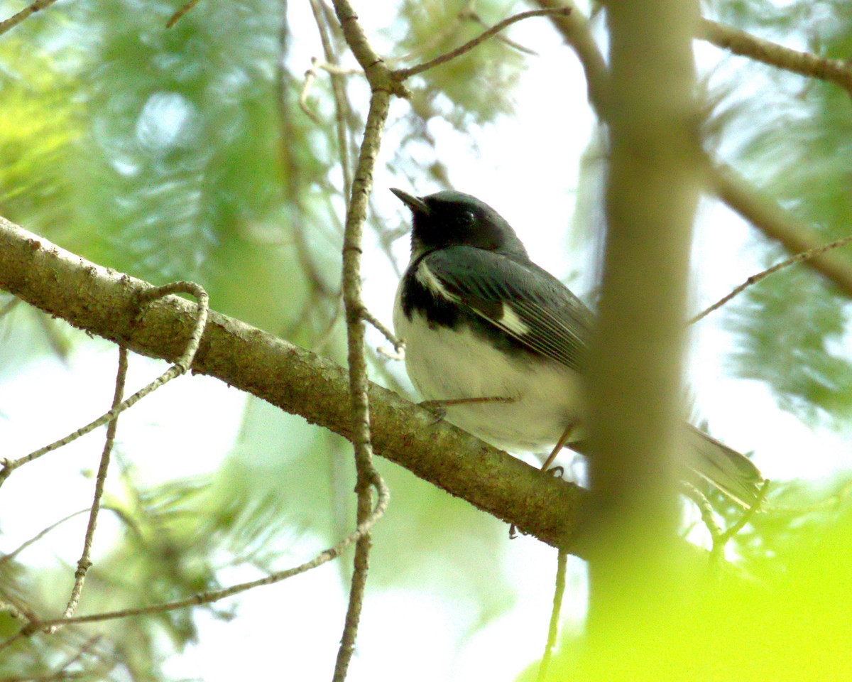 Black-throated Blue Warbler - ML622702871