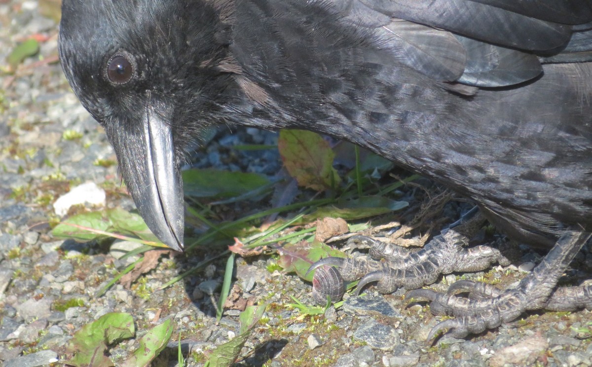 American Crow - ML622702872