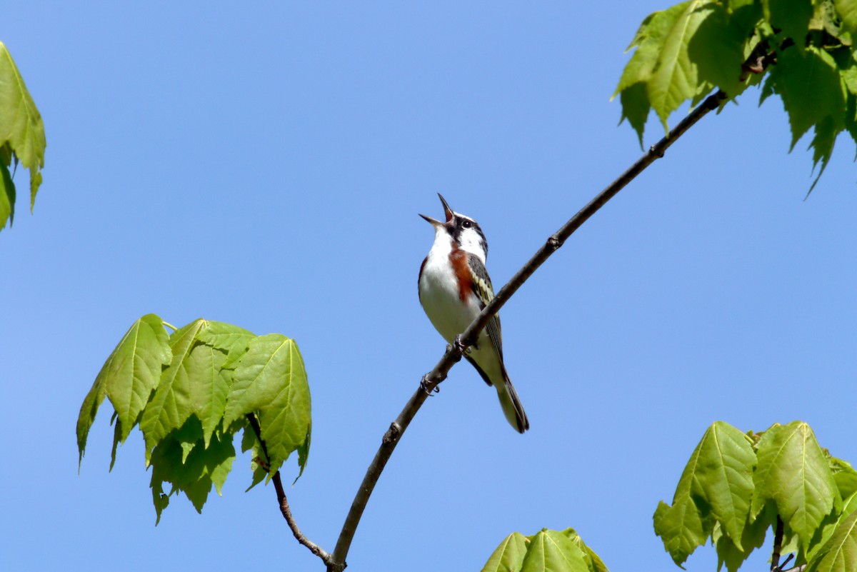 Chestnut-sided Warbler - ML622702877