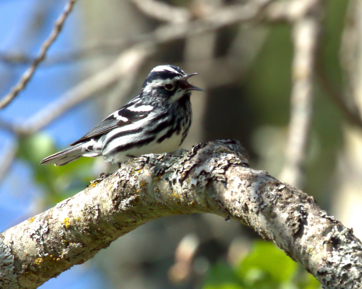 Black-and-white Warbler - ML622702884