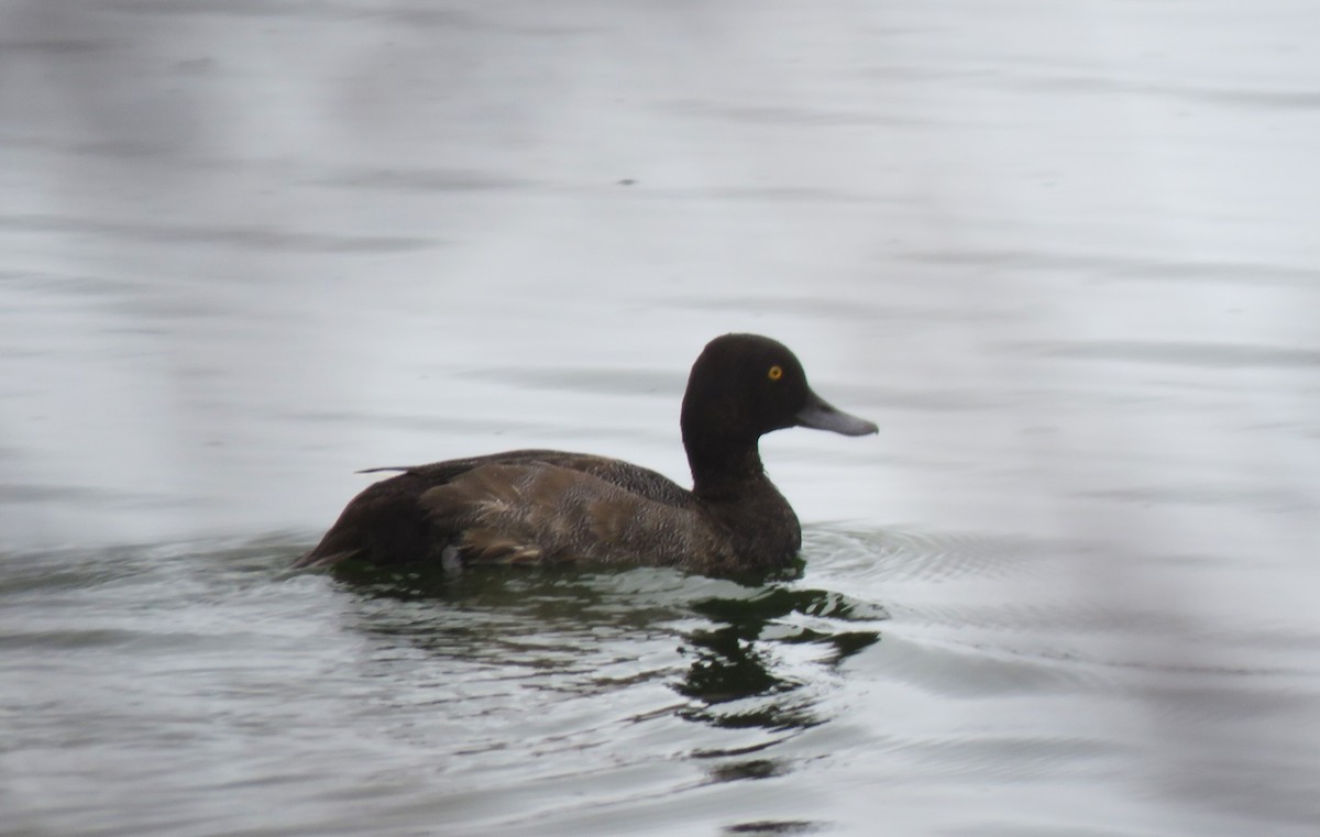 Lesser Scaup - ML622702950