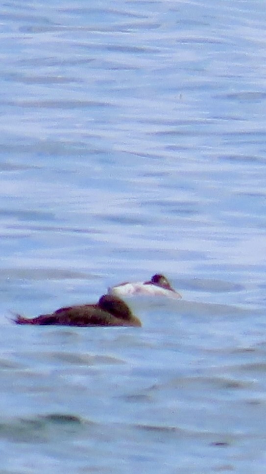 Bufflehead - Juliet Berger