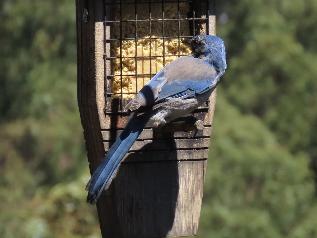 California Scrub-Jay - Alane Gray