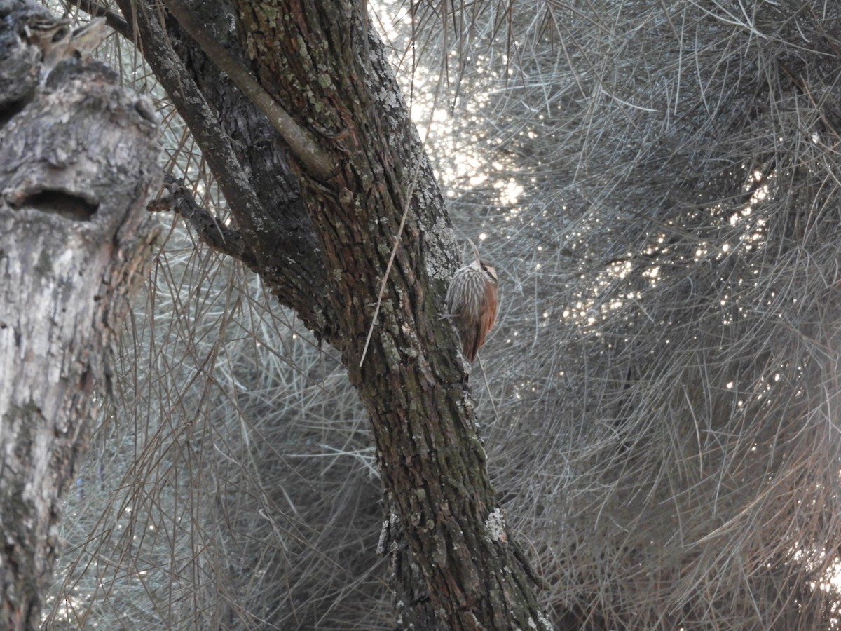 Narrow-billed Woodcreeper - ML622703028