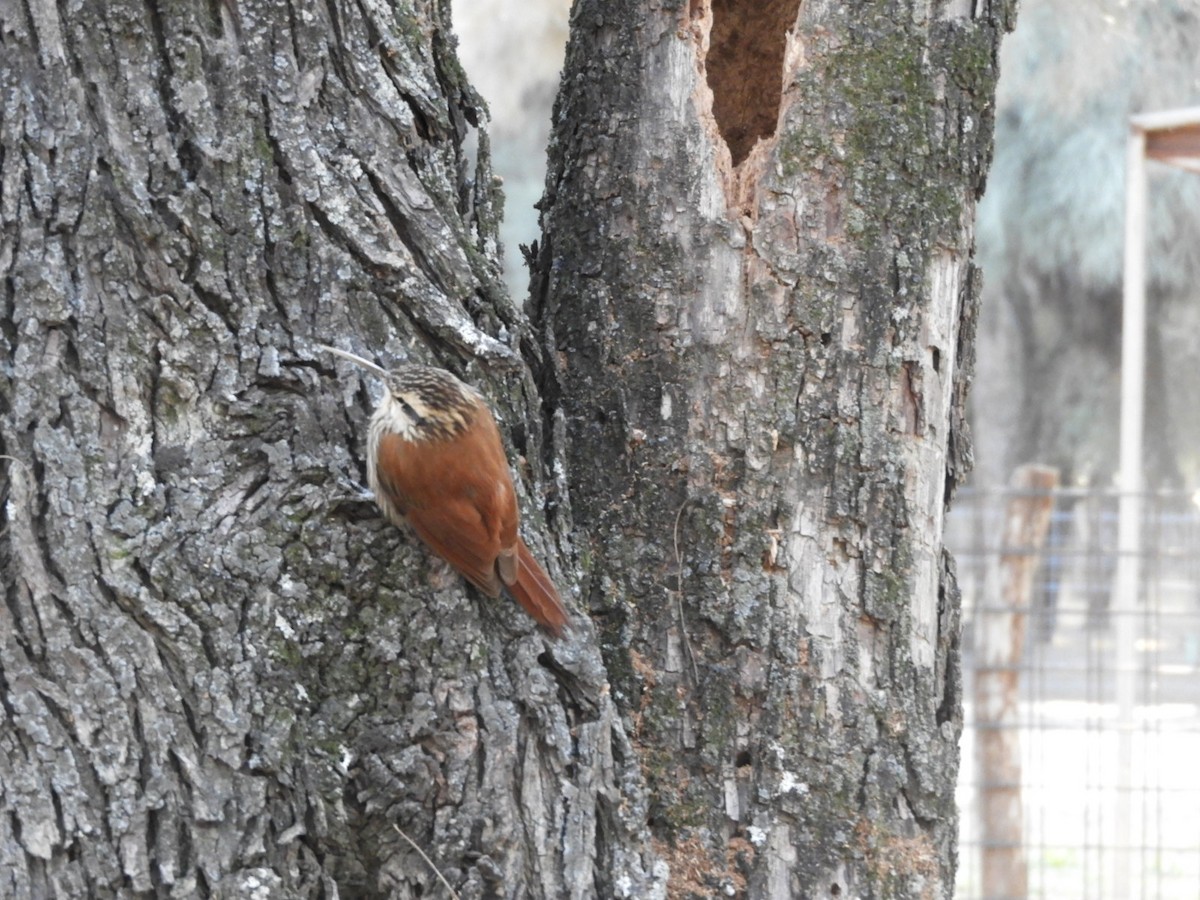 Narrow-billed Woodcreeper - ML622703033