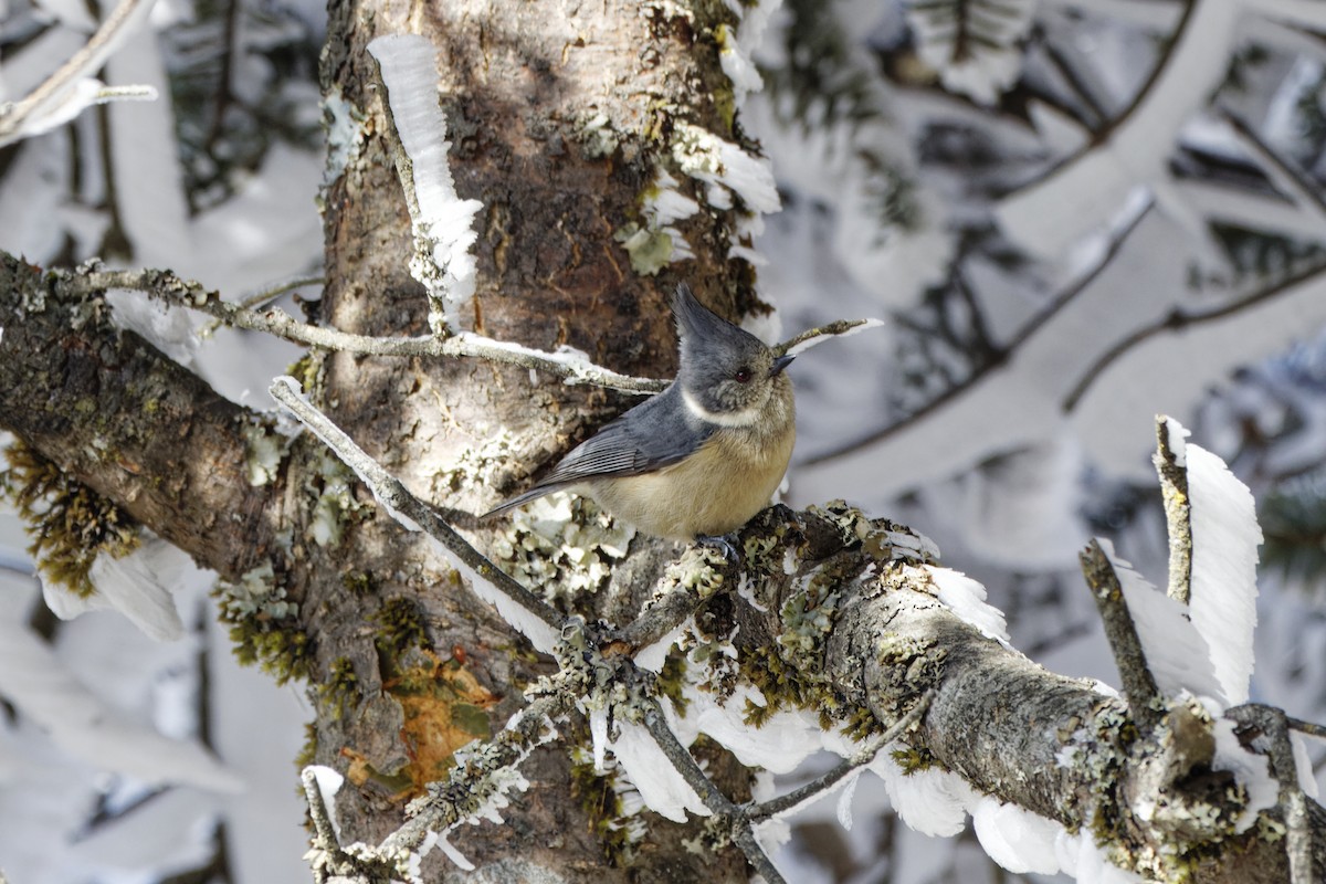 Gray-crested Tit - ML622703114