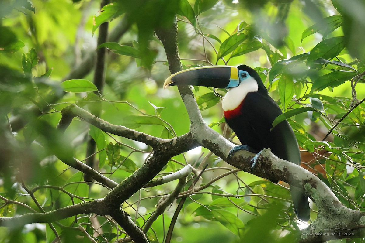 White-throated Toucan - ML622703169