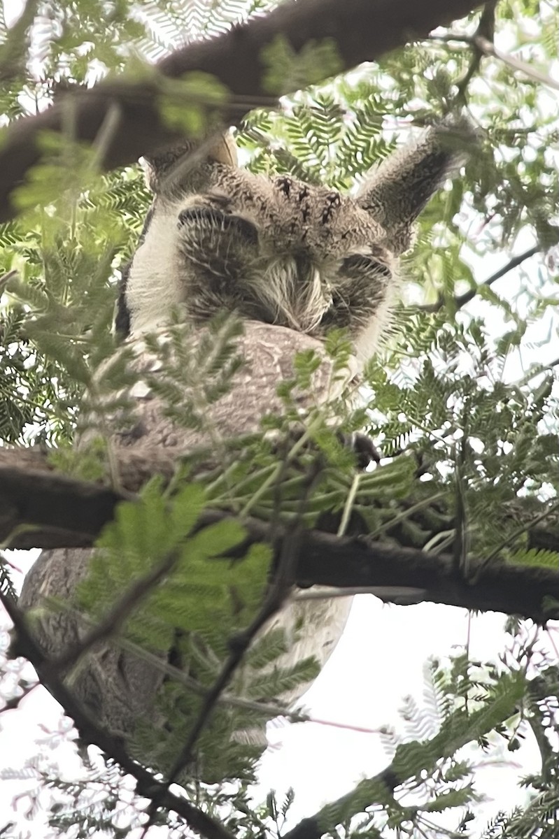 Northern White-faced Owl - ML622703174