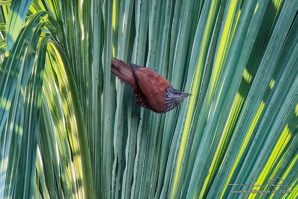 Point-tailed Palmcreeper - ML622703176