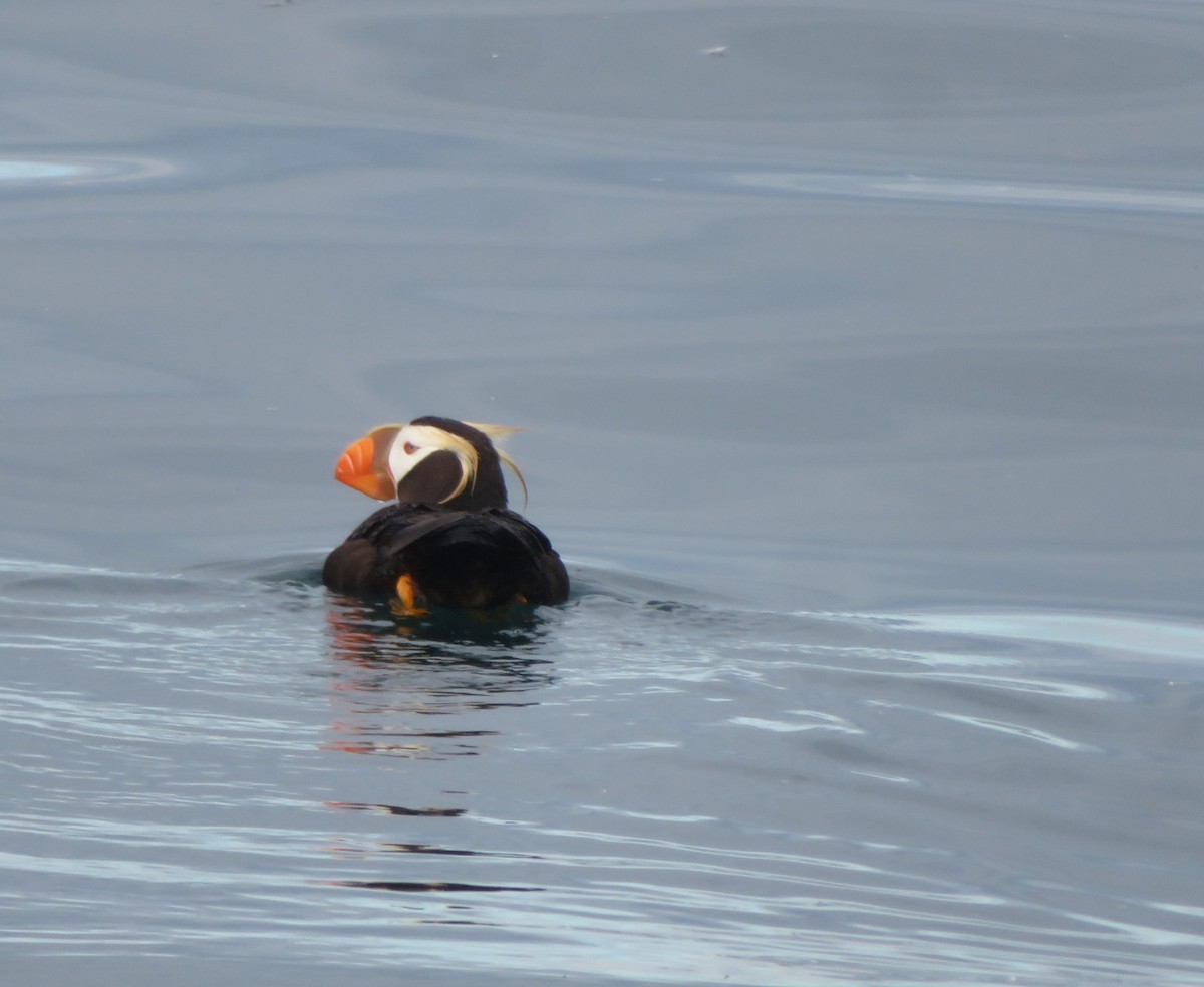 Tufted Puffin - ML622703180