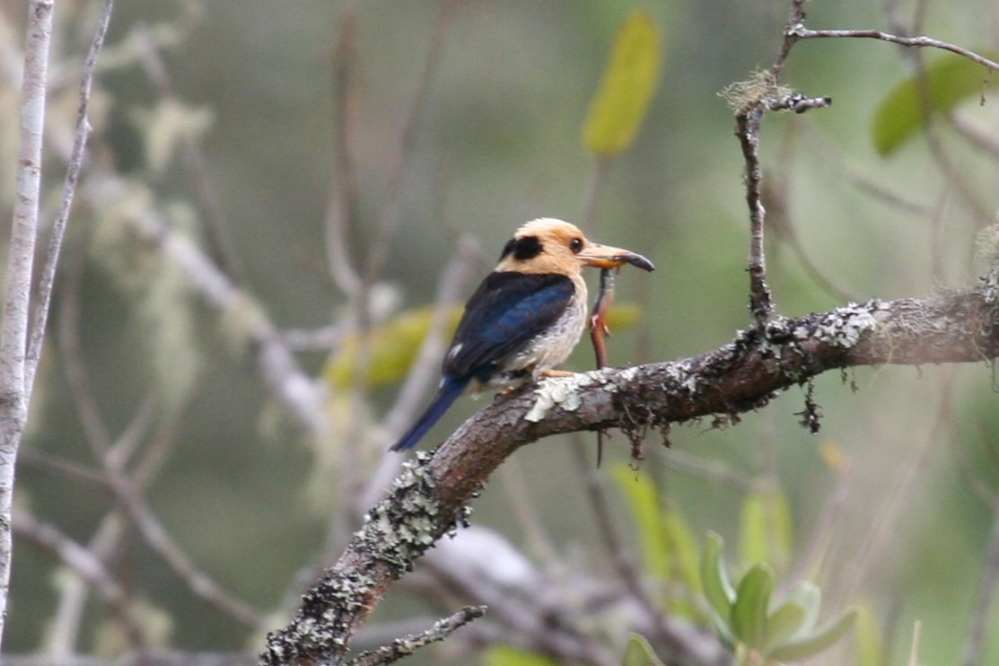 Mountain Kingfisher - ML622703200