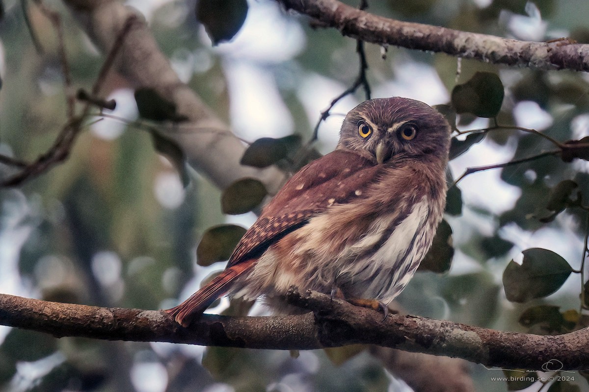 Amazonian Pygmy-Owl - ML622703205