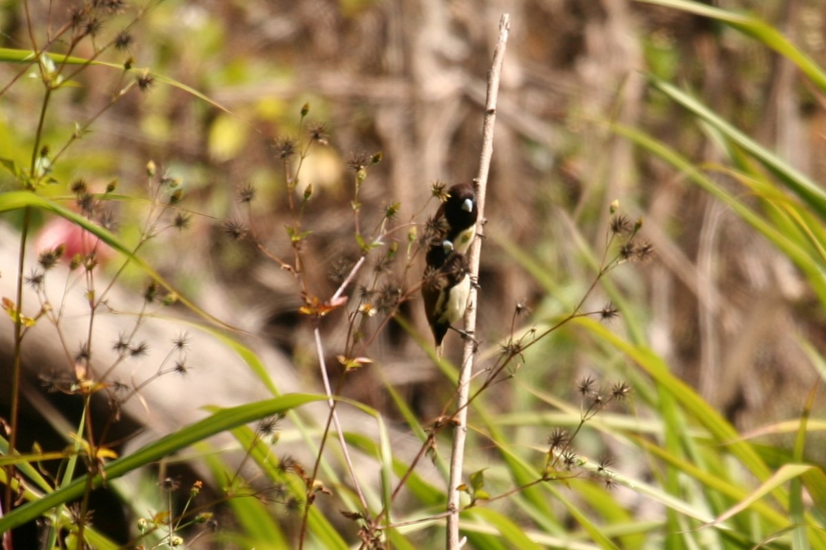 Black-breasted Munia - ML622703213