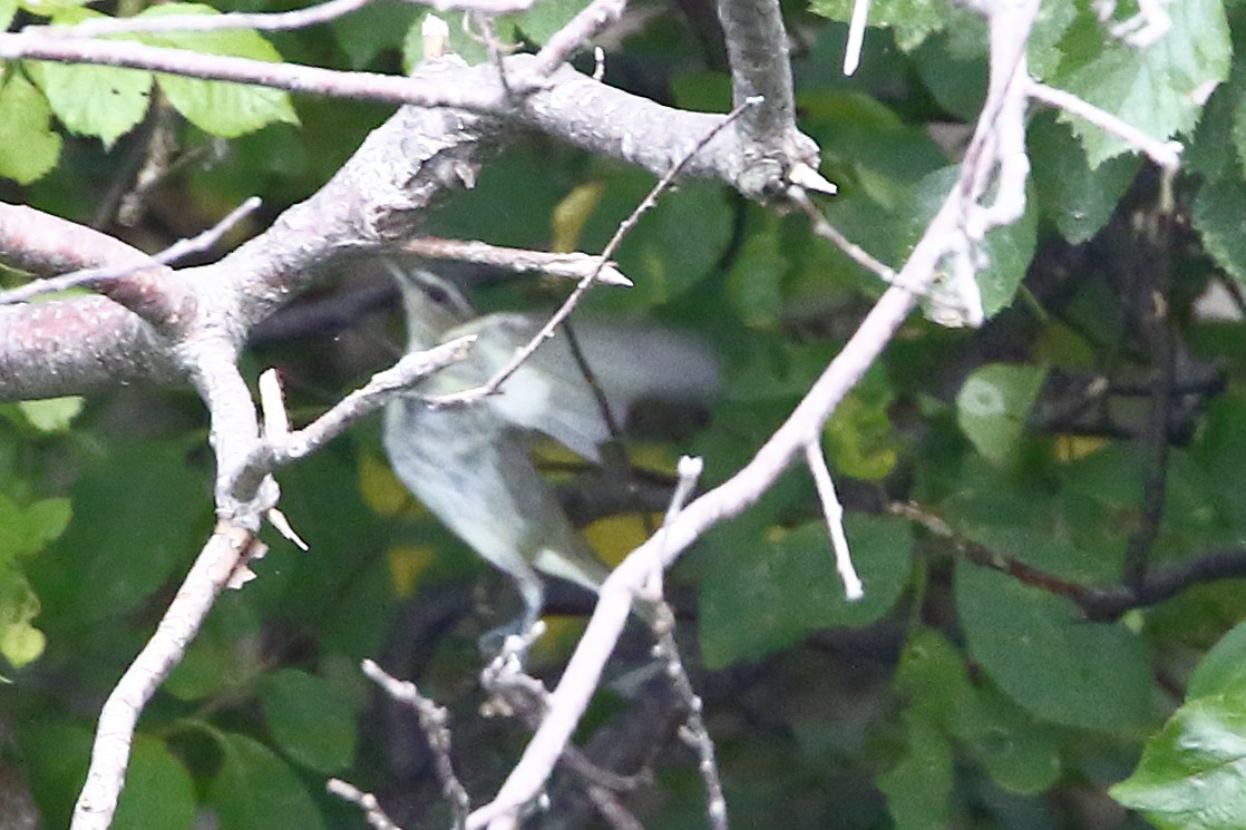 Red-eyed Vireo - ML622703229