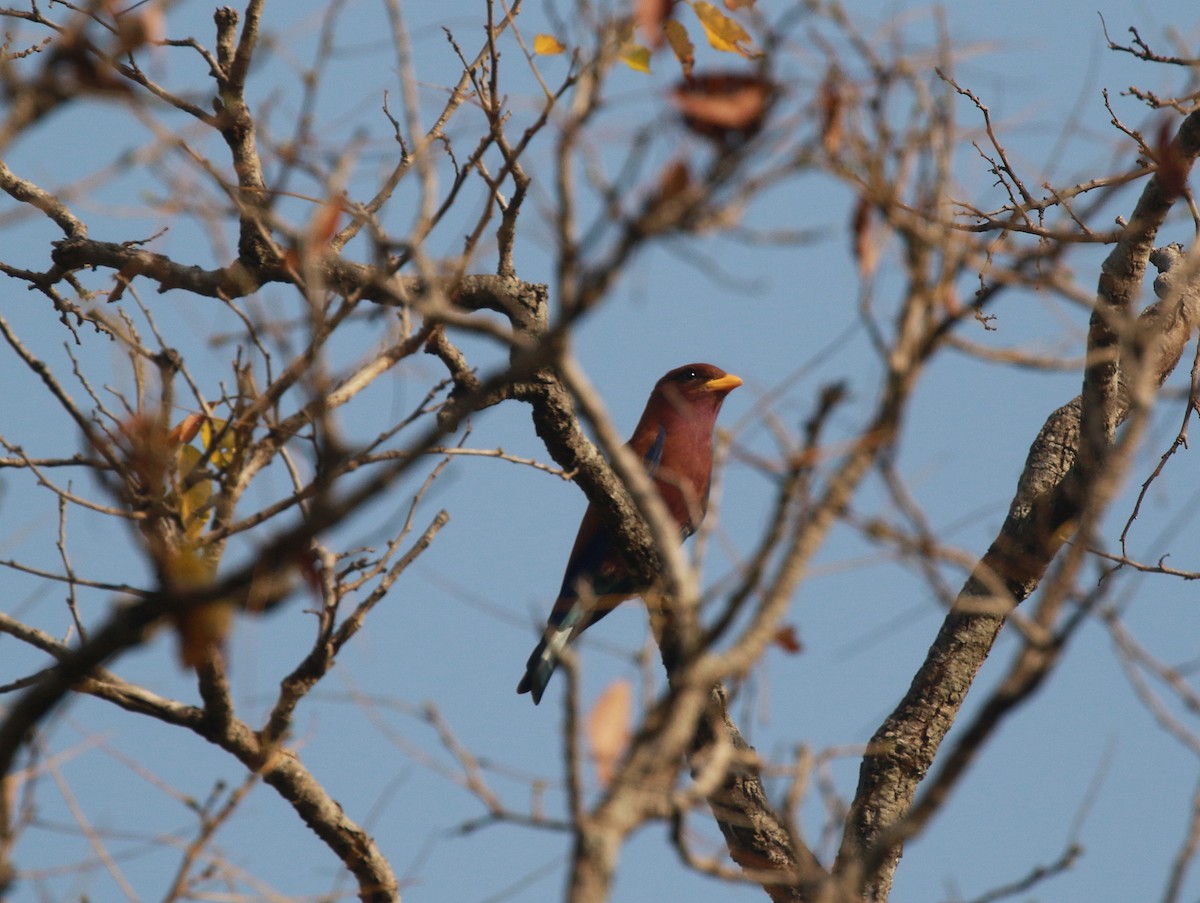 Broad-billed Roller - ML622703234