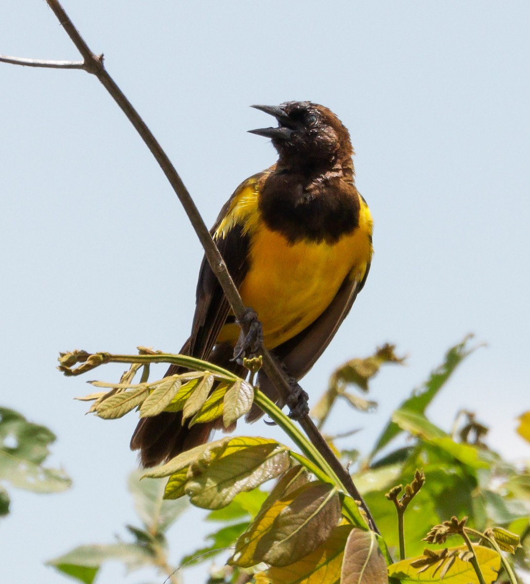 Yellow-rumped Marshbird - ML622703252