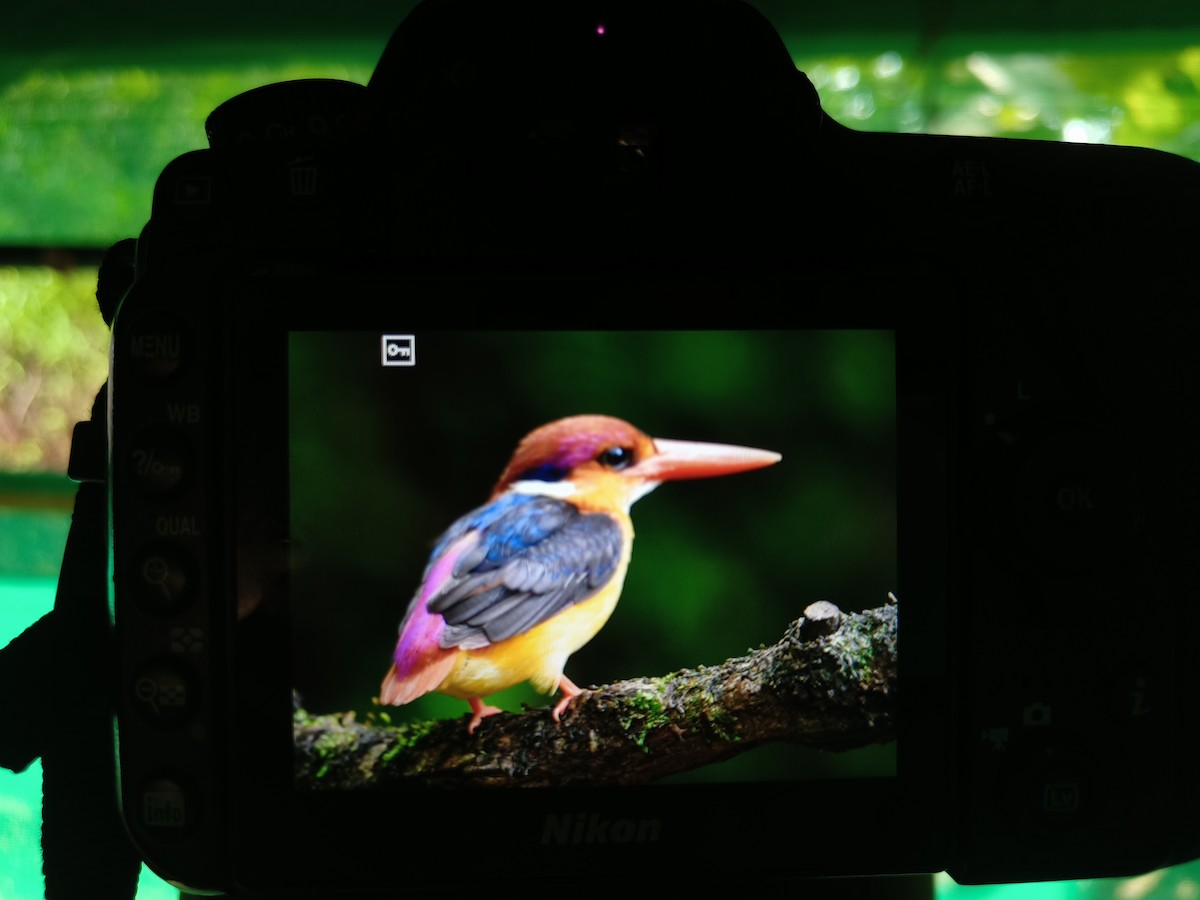 Black-backed Dwarf-Kingfisher - ML622703325