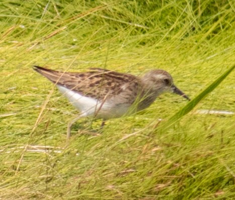 Least Sandpiper - ML622703339