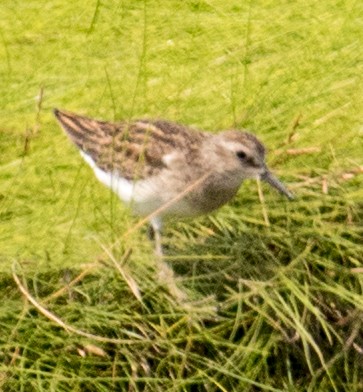 Least Sandpiper - ML622703342