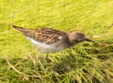 Least Sandpiper - ML622703343