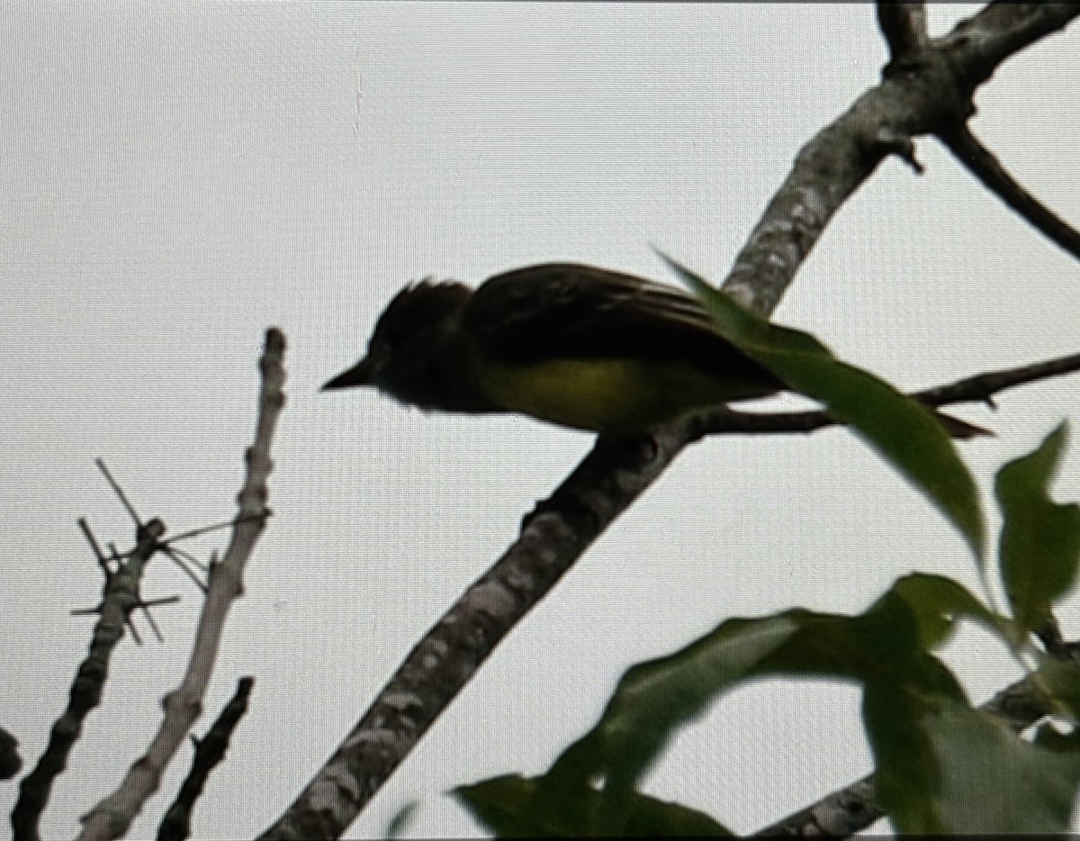 Great Crested Flycatcher - ML622703446