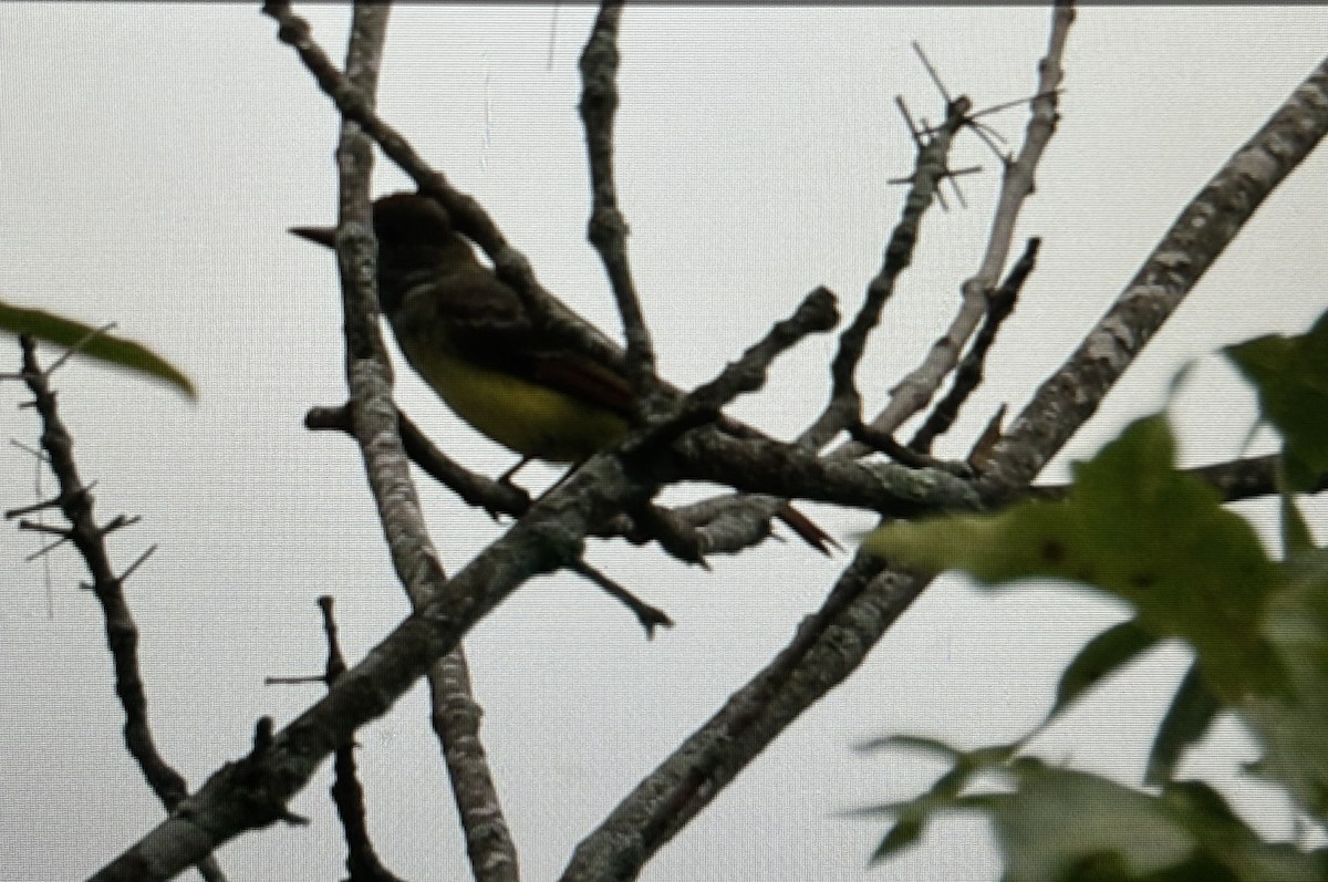 Great Crested Flycatcher - ML622703447