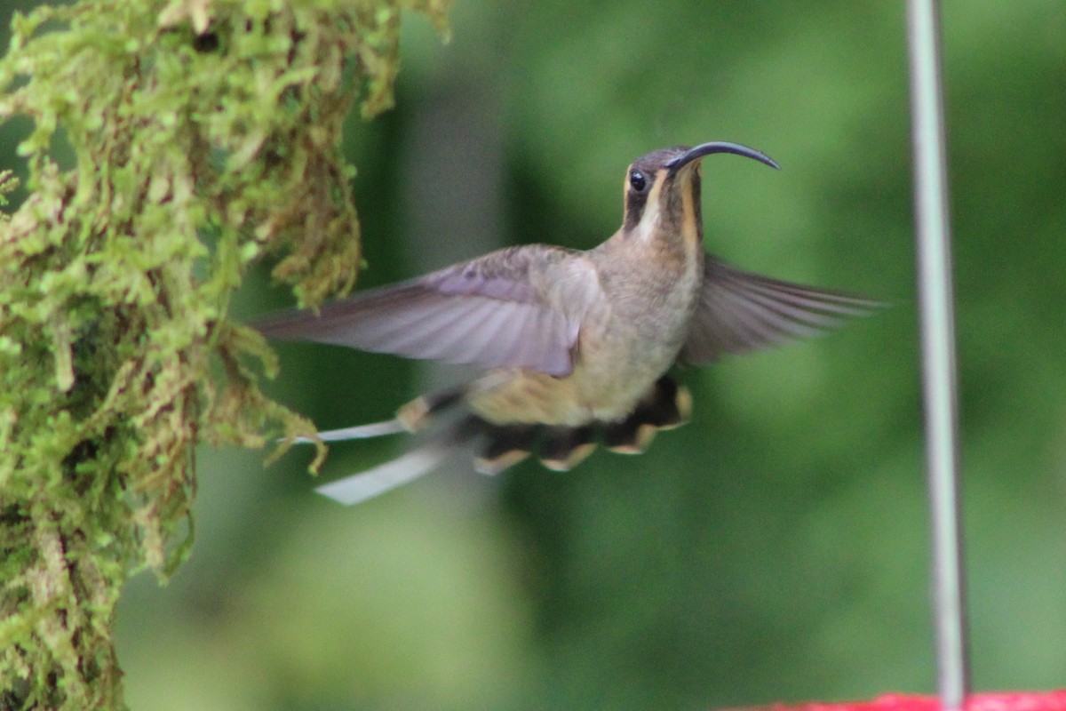 Long-billed Hermit (Central American) - ML622703467