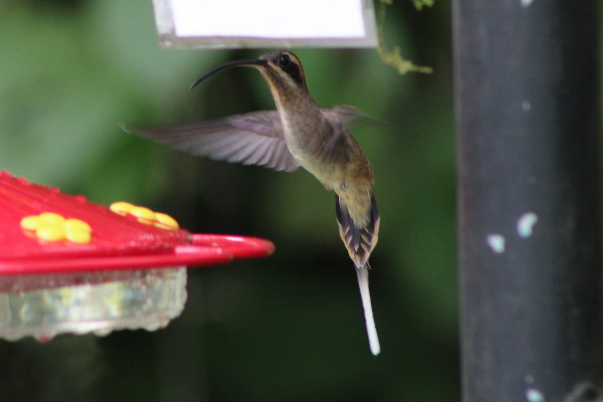 Long-billed Hermit (Central American) - Tommy DeBardeleben