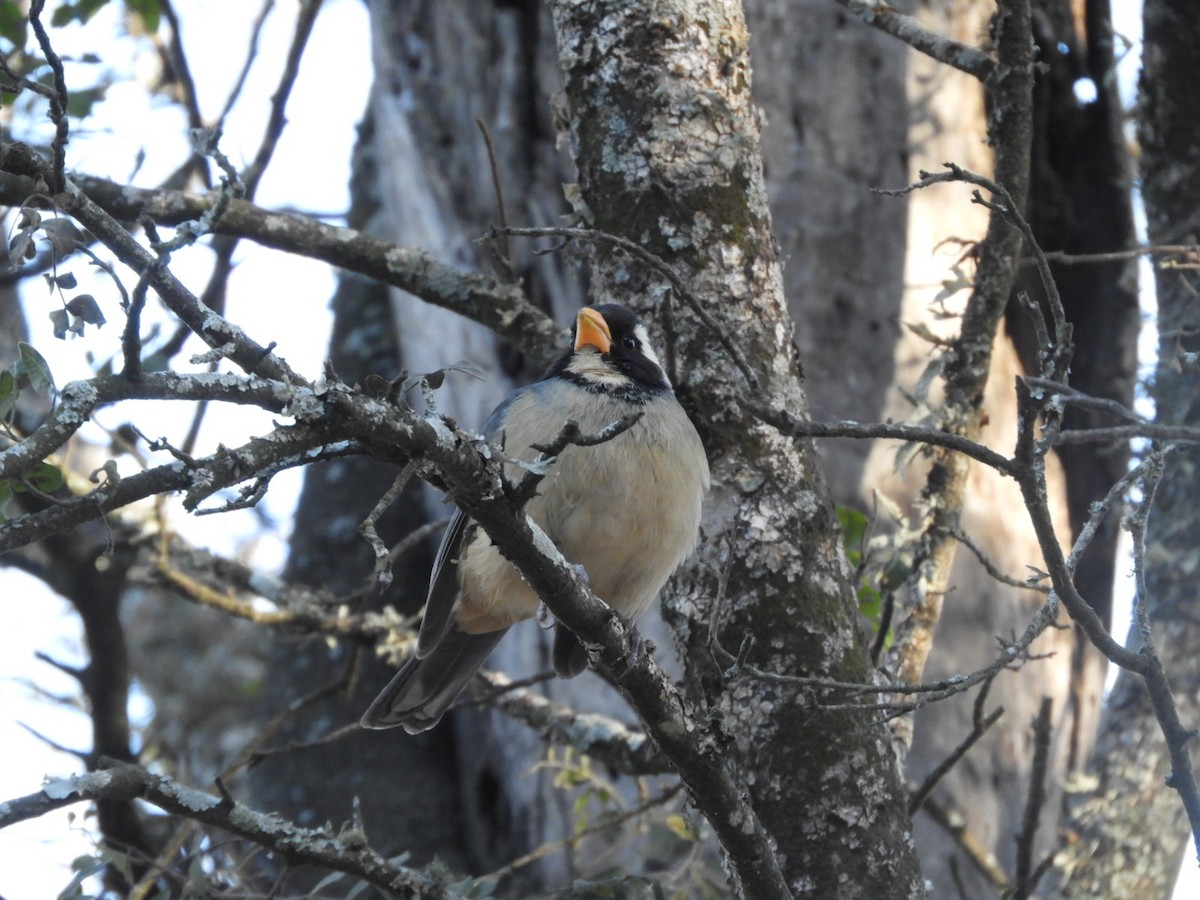 Golden-billed Saltator - Silvia Enggist