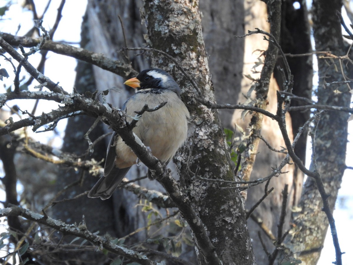 Golden-billed Saltator - ML622703474