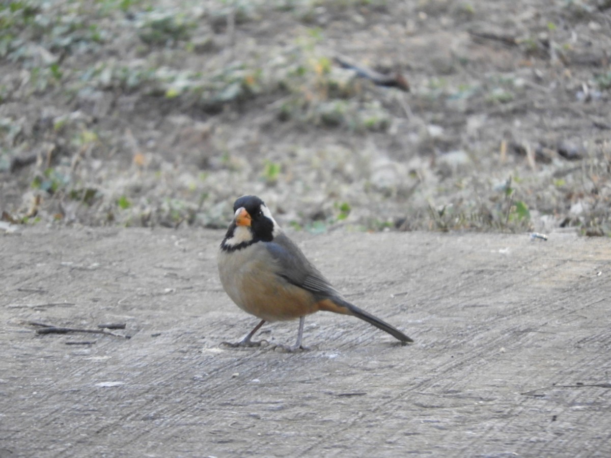 Golden-billed Saltator - ML622703475