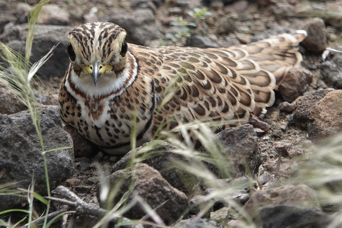 Three-banded Courser - ML622703478