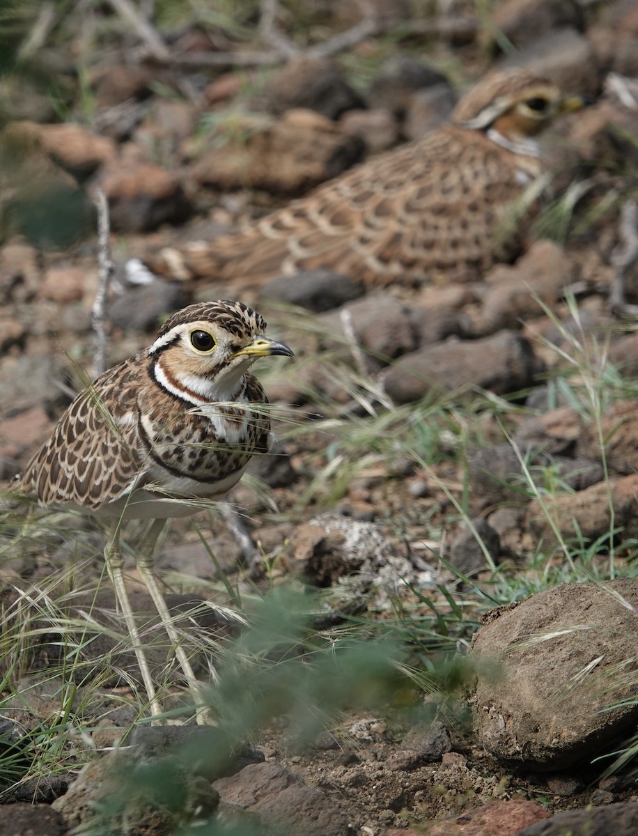 Three-banded Courser - ML622703479