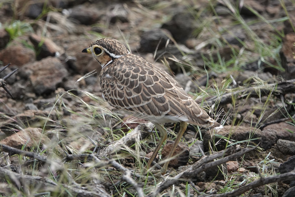 Three-banded Courser - ML622703480