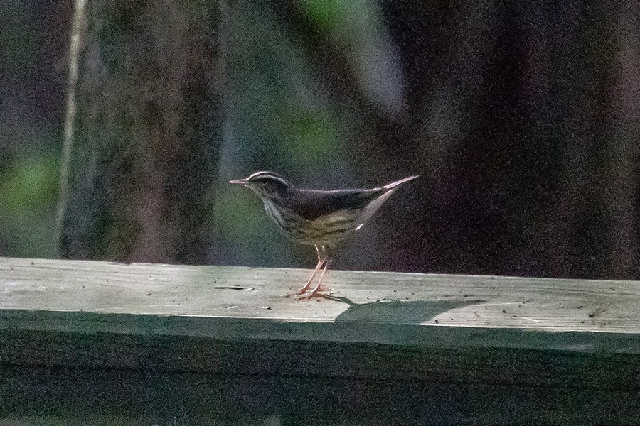 Louisiana Waterthrush - ML622703671