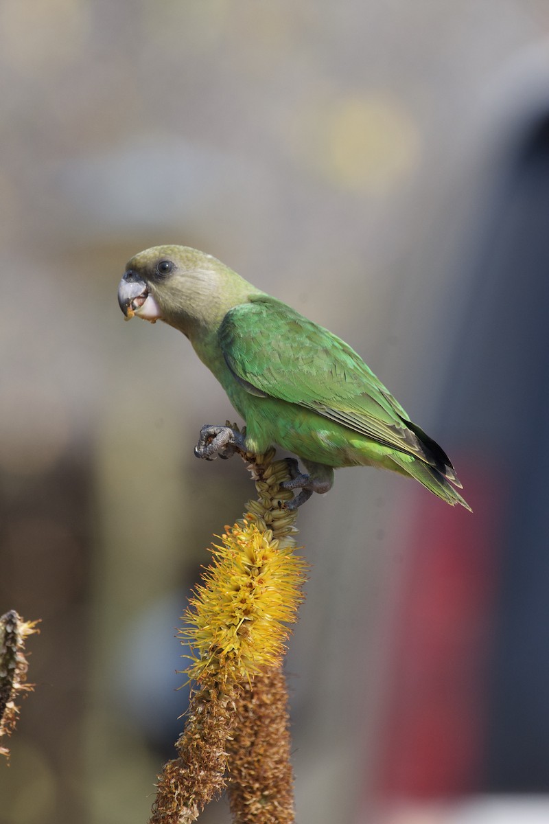 Brown-headed Parrot - ML622703740