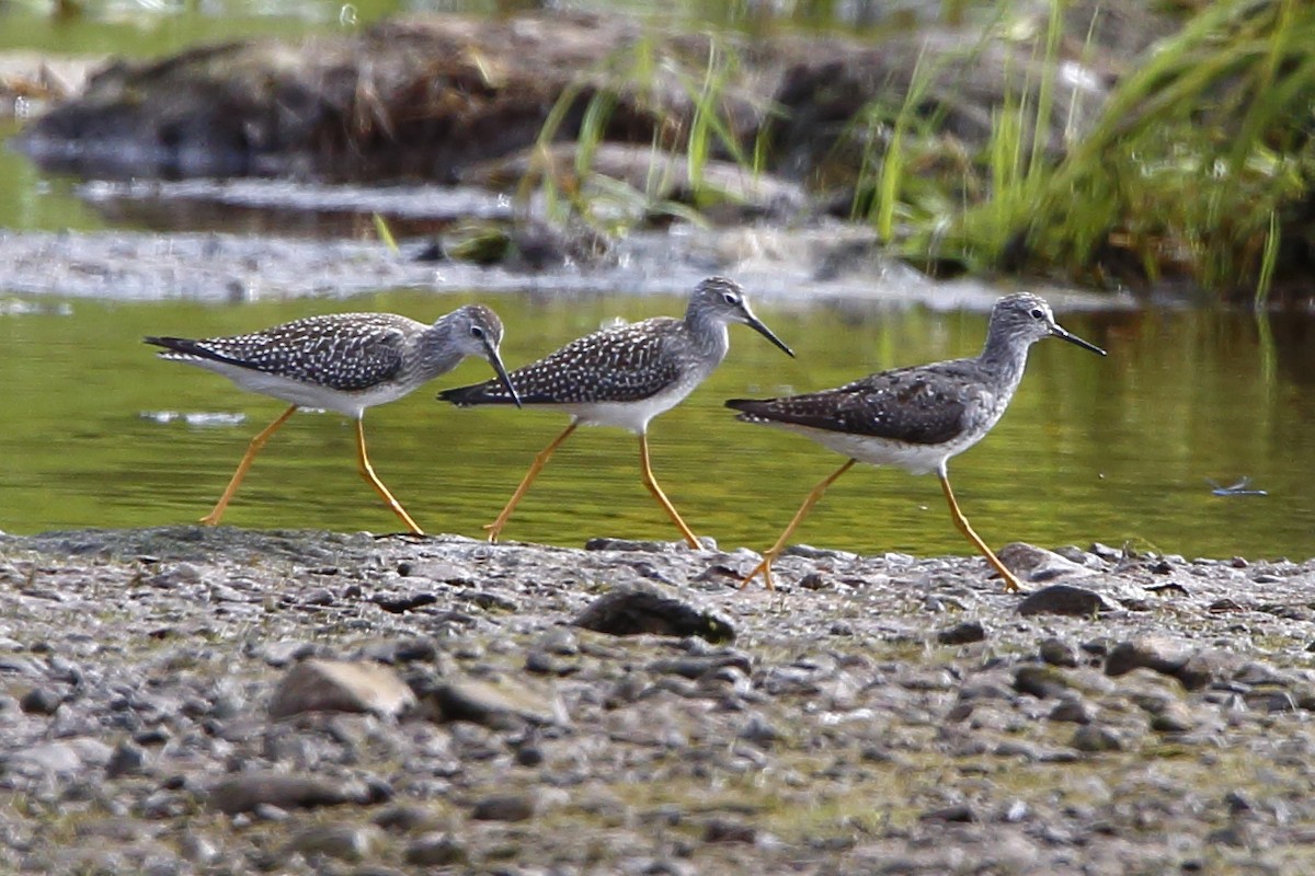 Lesser Yellowlegs - ML622703772