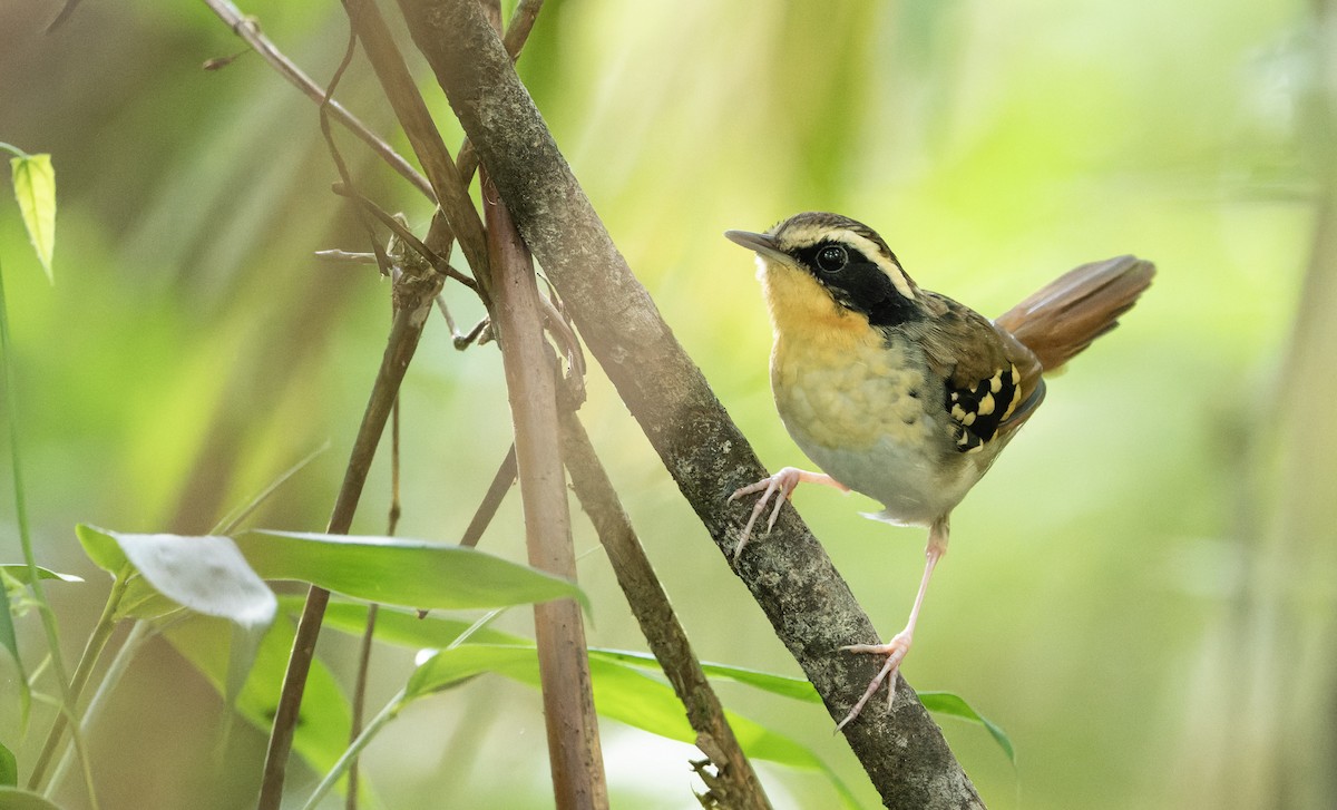 White-bibbed Antbird - ML622703805