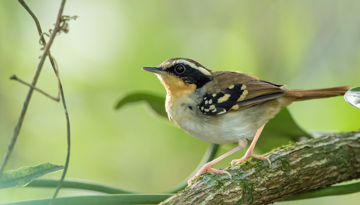 White-bibbed Antbird - ML622703806